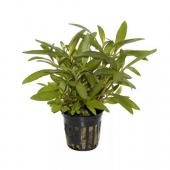 Гигрофила Сиамская в горшочке